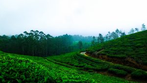 Top 5 places in India for touring cool coffee india tea leaves forest